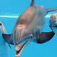 Image for article titled Dolphin-Assisted Births Seem Like Questionable Life Choices